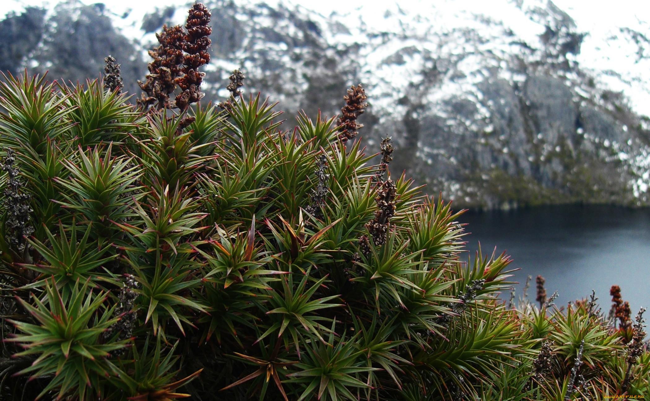 Mountain flora